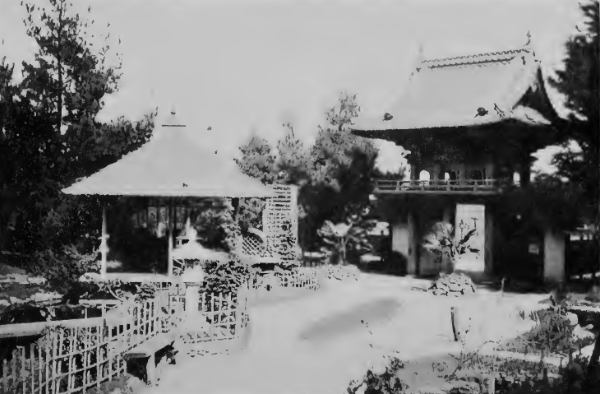 In the Japanese Garden at Golden Gate Park